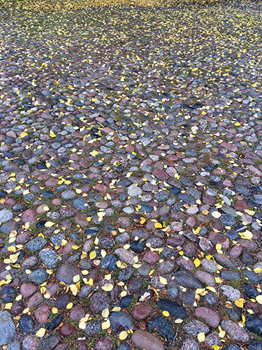 Gula löv på kullerstenarna i Odinslund