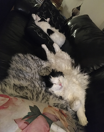 Lucifer breder ut sig i soffan Citrus intill