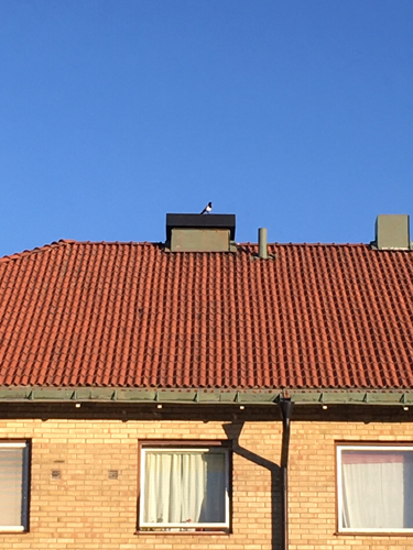 Skata på skorstenen på huset mitt emot