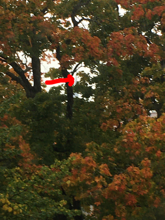 Domkyrkotornen skymtar mellan träden fotade genom sovrumsfönstret