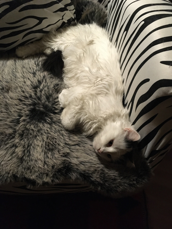 Citrus i zebrafåtöljen