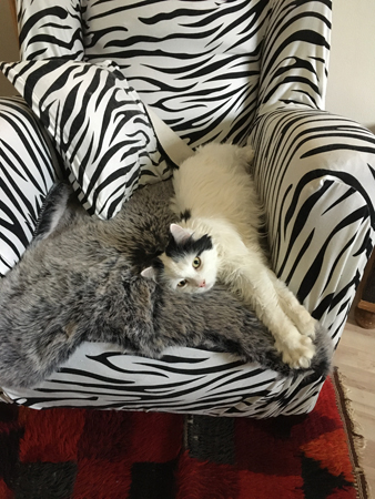 Citrus utsträckt i zebrafåtöljen