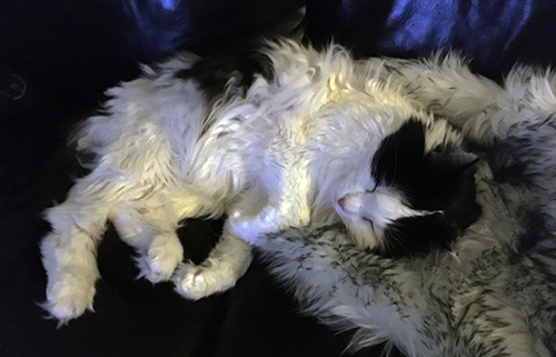 Lucifer sover på fällen på soffan