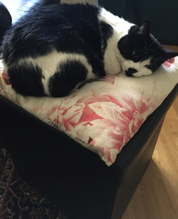 Mini på kudden på min fotpall