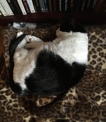 Mini på leopardfilten