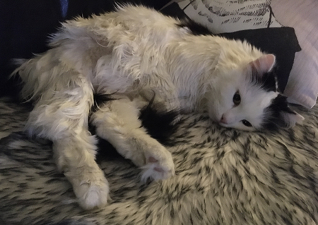 Citrus på fällen i soffan