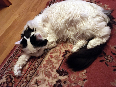 Citrus på mattan i Bokrummet