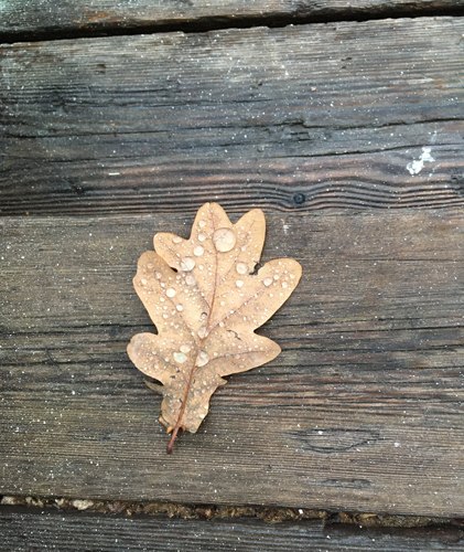 Eklöv brunt med droppar på brädor