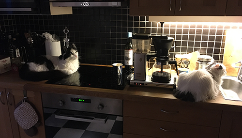 Lucifer och Citrus på köksbänk Lucifer och Citrus på köksbänk