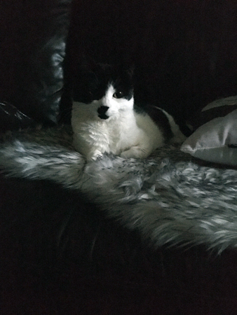 Mini på fällen i soffan