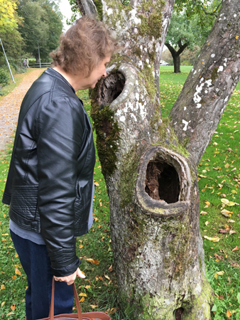 FEM och sockerdricksträdet