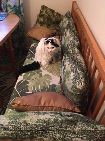 Citrus ser lite skydlig ut