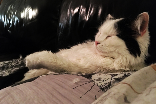 Citrus sover med huvudet lyft