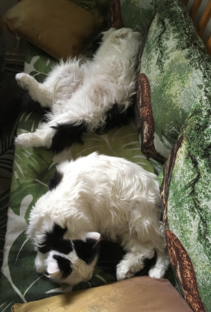 Lucifer på rygg och Citrus i Annas kökssoffa