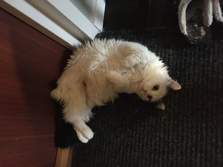 Citrus på dörrmattan