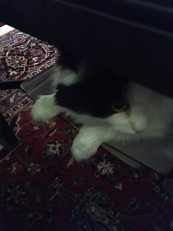 Citrus i min fotpall 1