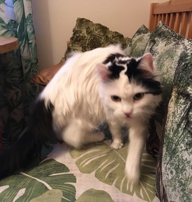 Citrus närmar sig kameran