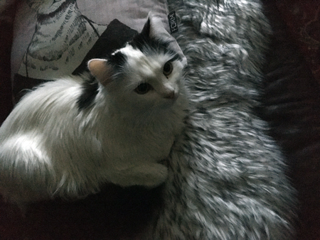 Citrus på fällen i soffan