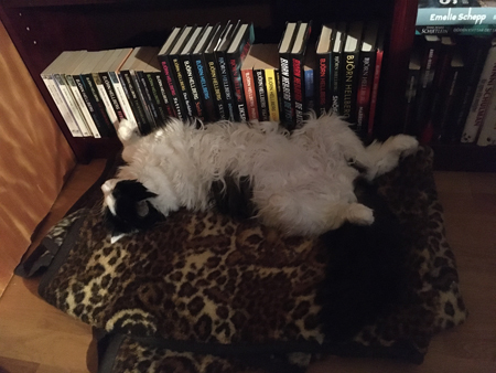 Lucifer på leopardfilten