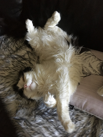 Lucifer på rygg på fällen i soffan