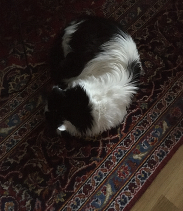 Lucifer på vardagsrumsmattan