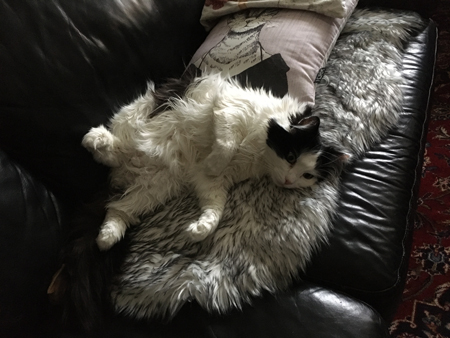 Lucifer utbredd på fällen i soffan