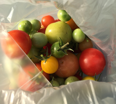 Sista skörden tomater