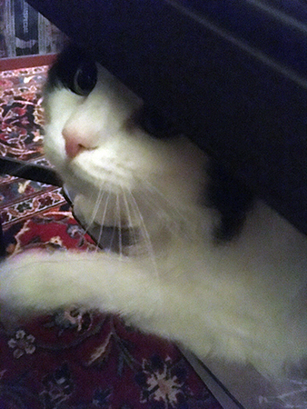 Citrus i min fotpall 2