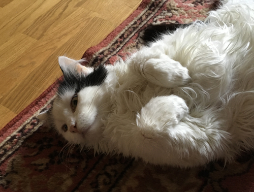 Citrus på mattan i Bokrummet närbild