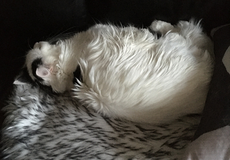 Citrus sover på fällen i soffan