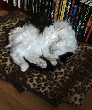 Lucifer sover på leopardfilten