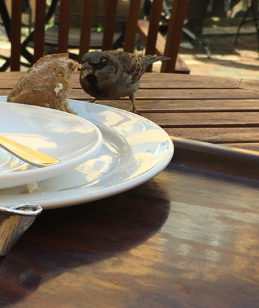 Gråsparv äter bröd på Storken