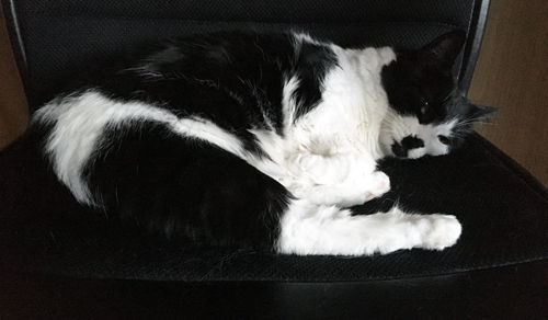 Mini på Es skrivbordsstol