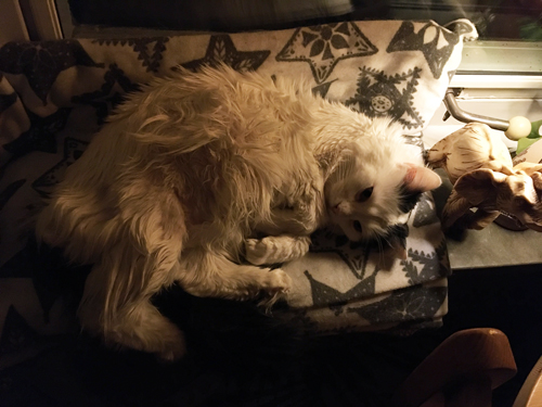 Citrus på filten i fönstret i Djungelrummet