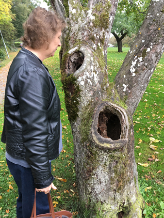 FEM hittar ett sockerdricksträd