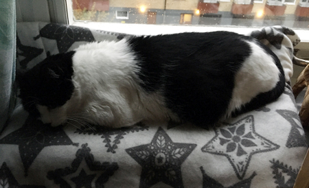 Mini på filten i fönstret i Djungelrummet