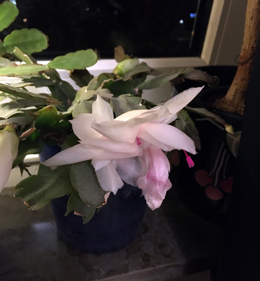 Vit blommande novemberkaktus