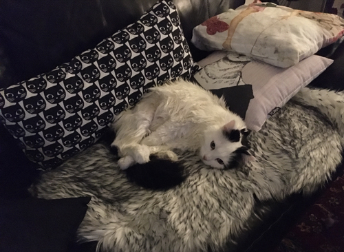 Citrus på fällen på soffan