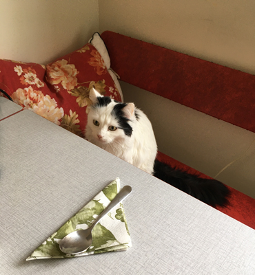 Citrus vid köksbordet väntar på lunch