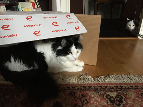 Gubben i lådan Lucifer och Citrus tittar fram i dörrhålet