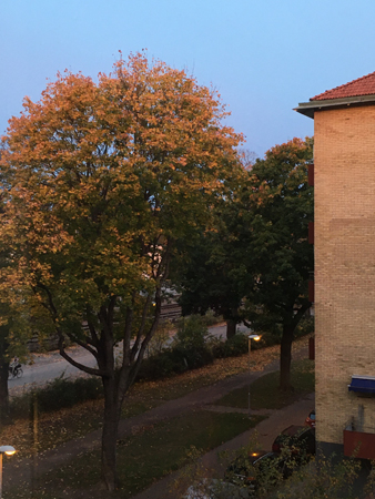 Höstträd utanför hemmet