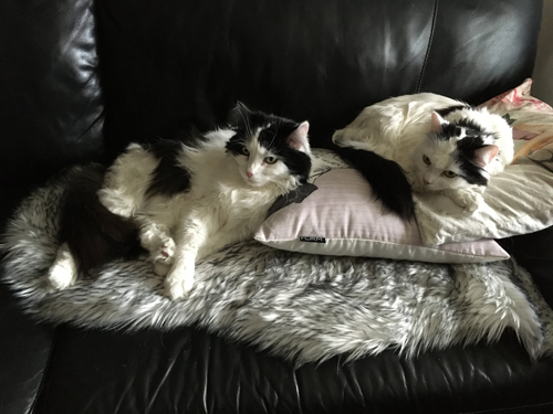 Lucifer och Citrus i soffan