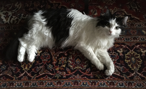 Lucifer på vardagsrumsmattan