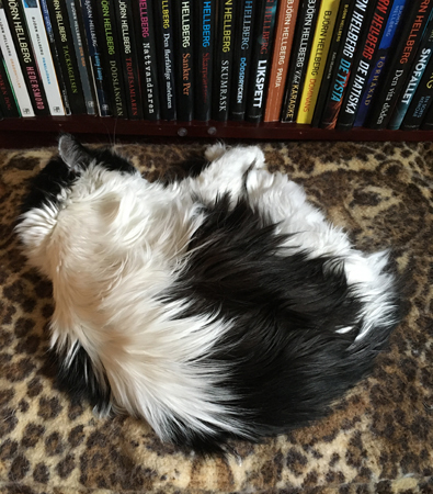 Citrus och Minia sover i soffan