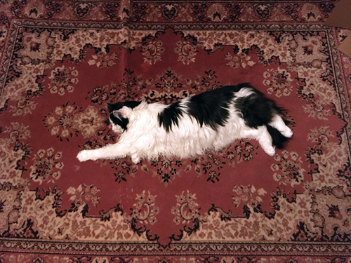 Lucifer utsträckt på mattan i Bokrummet