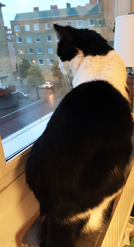 Mini spanar ut genom köksfönstret Mini spanar ut genom köksfönstret