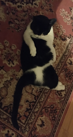 Mini tvättar sig på mattan i Bokrummet