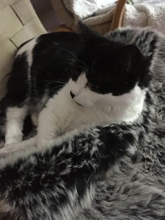 Mini var god stör ej