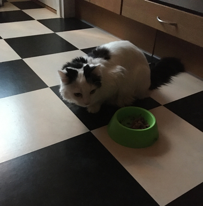 Citrus gillar inte maten