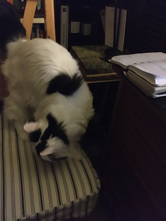 Citrus på en köksstol